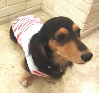 つくねさんサマーコレクション☆彡